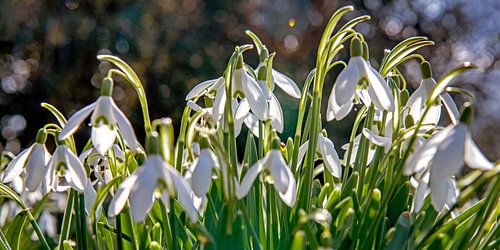 bloeiende sneeuwklokjes  op een zonnige dag