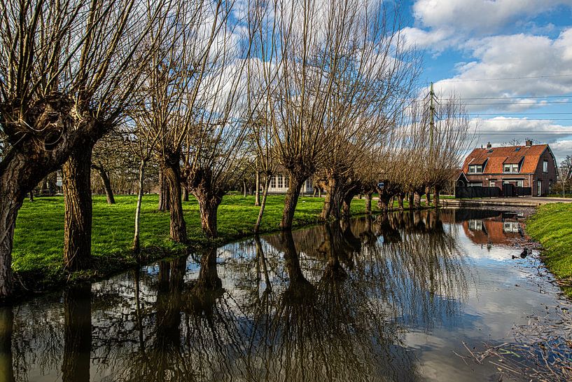 Pollard Willows along the Ditch. by Brian Morgan