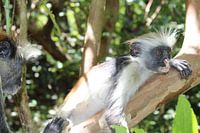 Sansibar-Fransenäffchen und Colobus-Affen