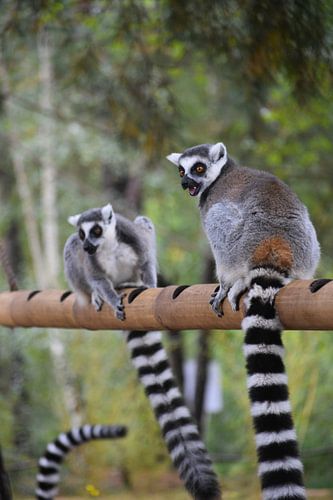 Lemuren fressen an ihrem Futterstock