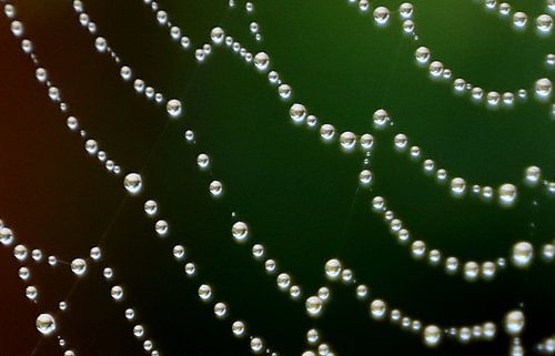 Een spinnenweb na de regen