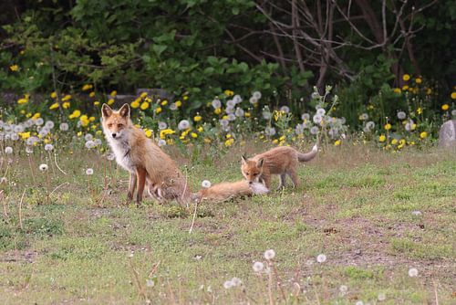 Renard rouge Ezo avec cubs Hokkaido, Japon