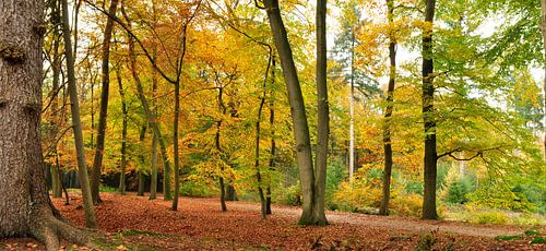 Herfst in het bos van de Lage Vuursche van Corinne Welp