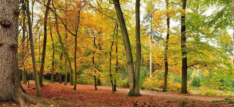 Autumn in the Lage Vuursche forest by Corinne Welp