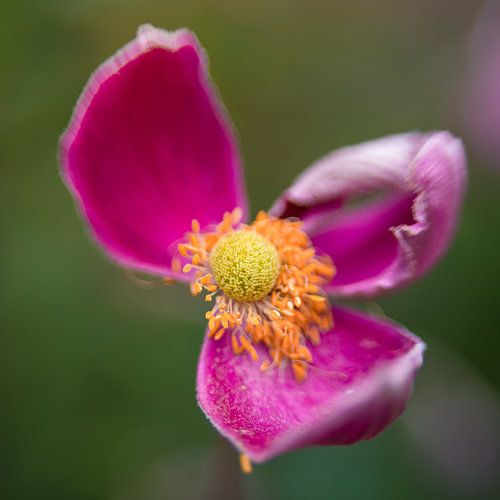 Maintenant, c'est vraiment le cerveau...