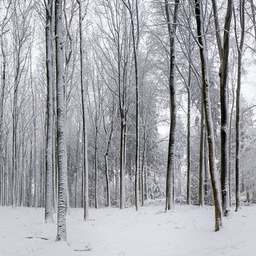 Winter in Limburg
