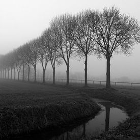 Beuningen 28-02-2021. Landscape in the outskirts of Beuningen in Maas and Waal. With ditch and row o by Ger Loeffen