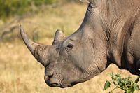 Close-up van een witte neushoorn