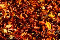 Bunt verfärbtes Herbstlaub, auf dem Boden liegend von Torsten Krüger Miniaturansicht