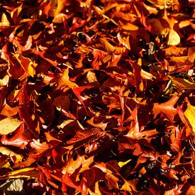 Bunt verfärbtes Herbstlaub, auf dem Boden liegend von Torsten Krüger