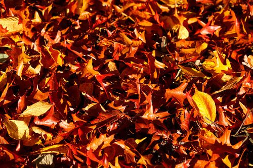 Bunt verfärbtes Herbstlaub, auf dem Boden liegend