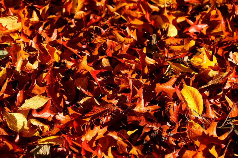 Feuilles d'automne multicolores, couchées sur le sol par Torsten Krüger