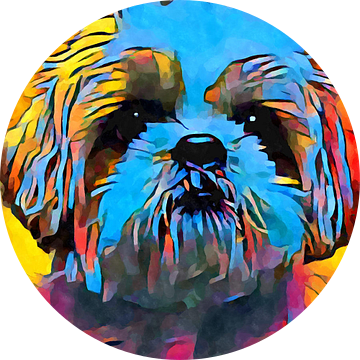 Shih Tzu van vmb switzerland