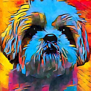 Shih Tzu van vmb switzerland