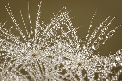 Une tendresse fragile : des gouttelettes ornent les flocons d'un pissenlit sur Marjolijn van den Berg