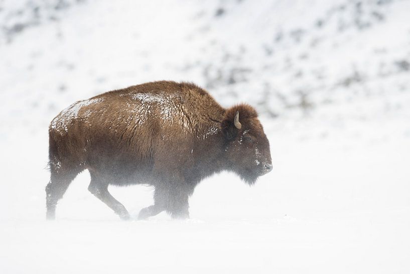 Amerikanischer Bison ( Bison bison ) im Schneesturm auf dem Plateau des Yellowstone NP, Wyoming, USA von wunderbare Erde