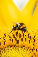 Bourdon dans un tournesol en été