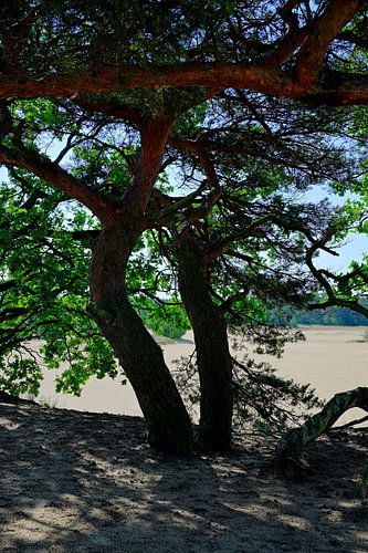 Les troncs d'un arbre sur Gerard de Zwaan