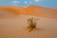 Beauty in the desert