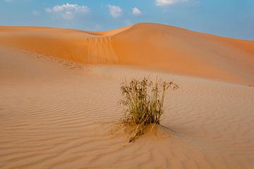 Schoonheid in de  woestijn van Anita Loos