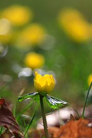 Charmantes lueurs d'hiver