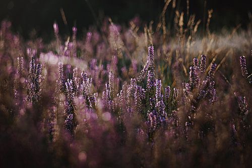 Flowering Heather