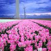Champ de tulipes entre des éoliennes dans le Flevoland sur Jos van den Berg