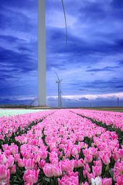 Tulpenfeld zwischen Windrädern in Flevoland von Jos van den Berg