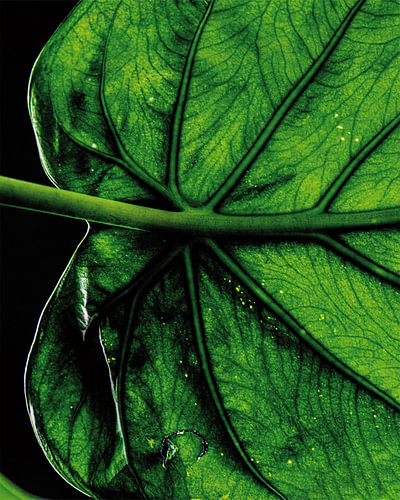 Close-up Monstera leaf