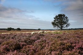 schaapkudde in heide