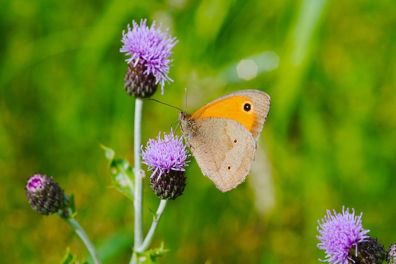 Brown Sandpiper on Thistle by Ivonne Fuhren- van de Kerkhof