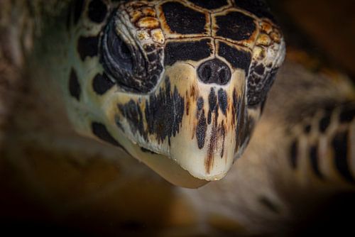 Karetschildpad @ Komodo, Indonesie
