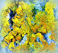 Lichen