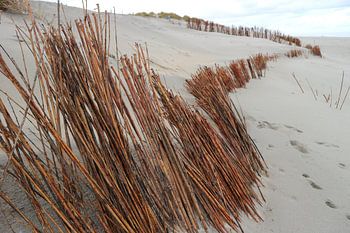 Strand Nes - Ameland