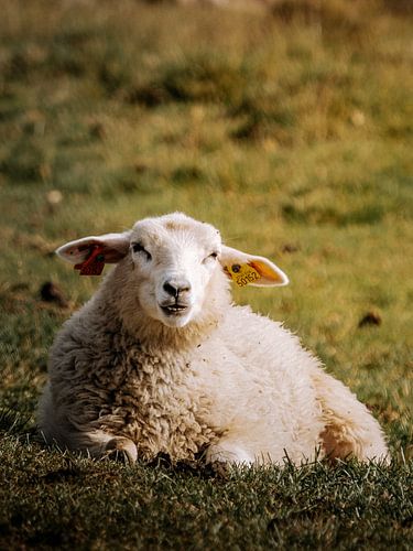 Das stille Schaf von Marèl Katier