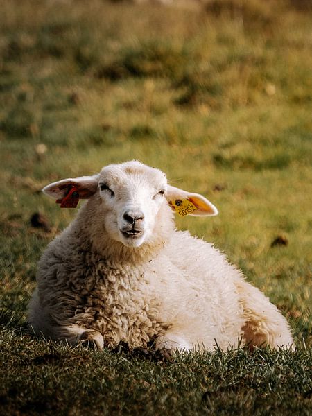 The quiet sheep by Marèl Katier
