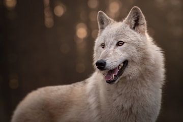 portret van een witte wolf tijdens zonsondergang van Laura Dijkslag