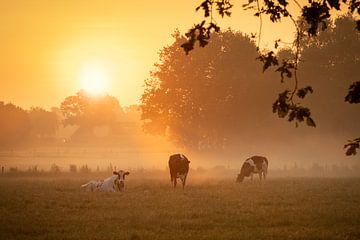 Kühe im Nebel von KB Design & Photography (Karen Brouwer)