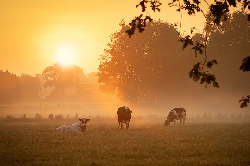 Cows in the fog by KB Design & Photography (Karen Brouwer)