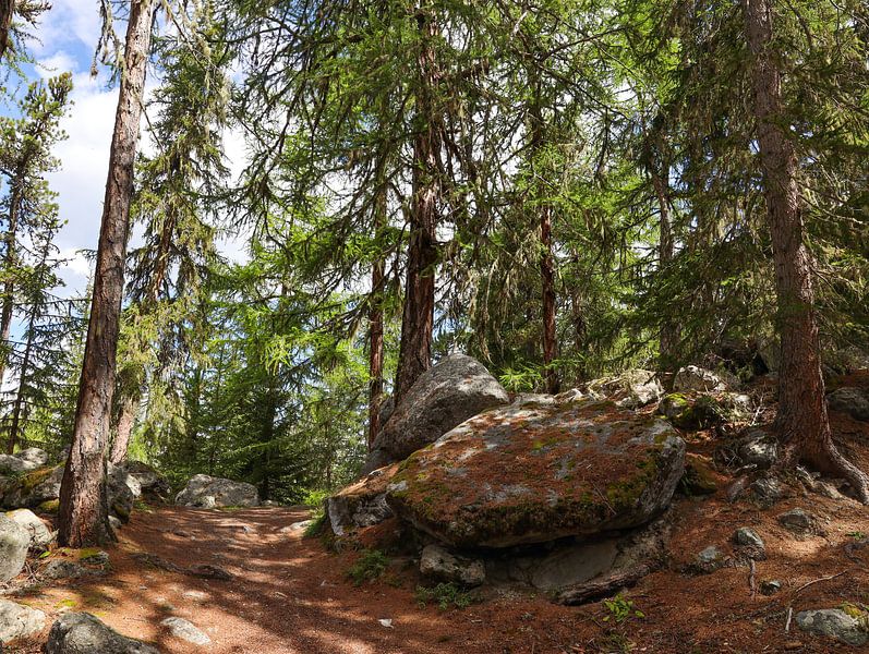 Alpenbos by Marieke Funke
