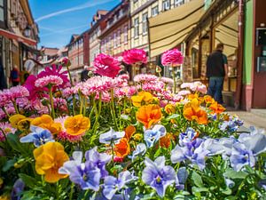 Frühling: Blütenpracht in Wernigerode