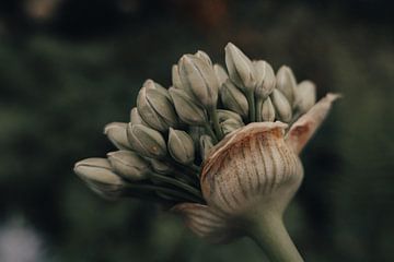 Allium van Miriam Roodhorst