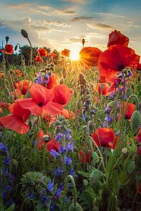 Mohnblüten von Steffen Gierok