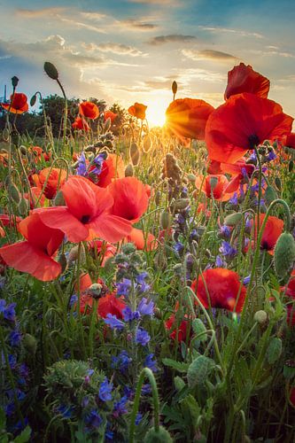 Poppy Blossoms by Steffen Gierok