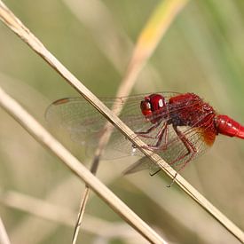 Fire dragonfly by Matthias Brix