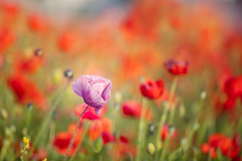 Outsiders by Sabine Böke-Bergau