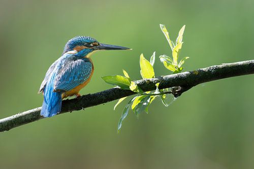 Kingfisher on tree branch with leaves by Peter Bartelings