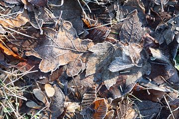 Gefrorene Blätter im Winter von Ulrike Leone