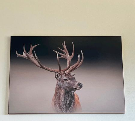Cerf mâle debout dans une prairie