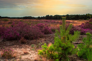 Een kleurrijke natuur met heide en dennen